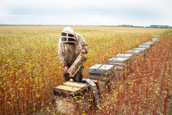 Miel des Pays de la Loire 250G
